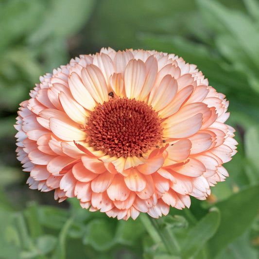 Imported Calendula Pink Surprise 20+ Seeds