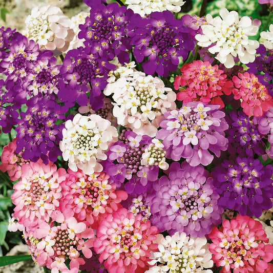 Imported Candytuft Fairy Mix 20+ Seeds