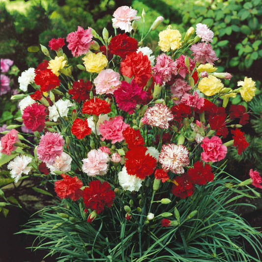 Carnation Chabaud 20+ Seeds