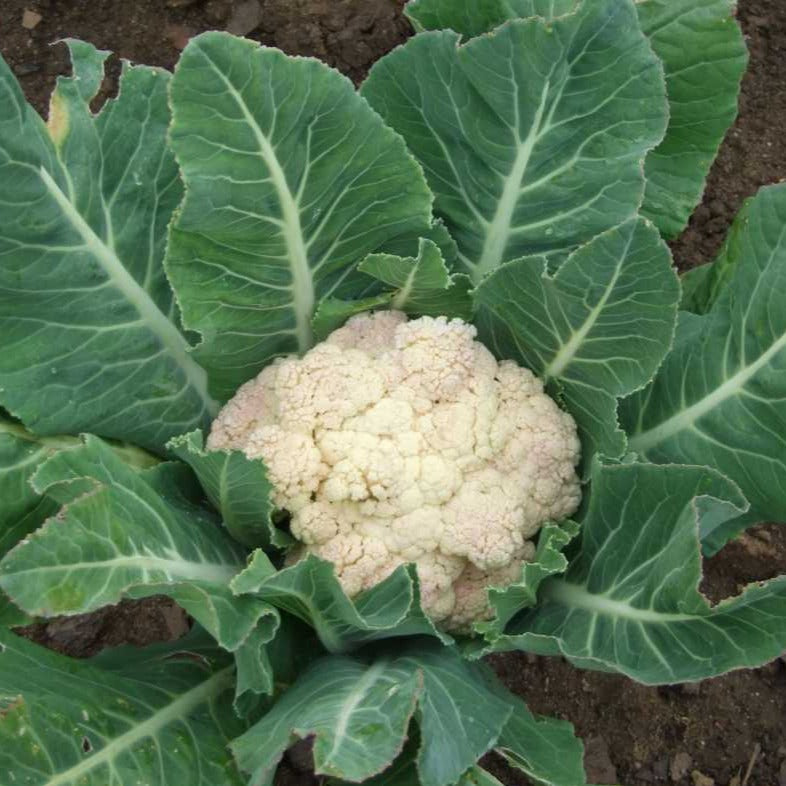 F1 Hybrid Cauliflower 25 Seeds