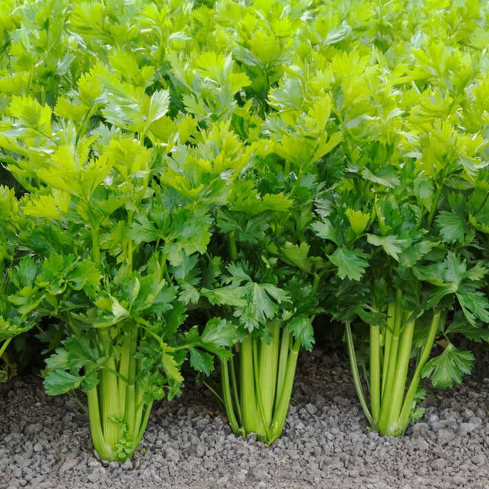 Celery 100+ Seeds