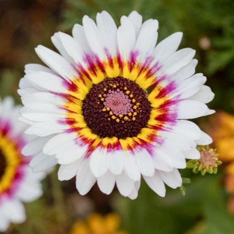 Imported Chrysanthemum Rainbow 20+Seeds