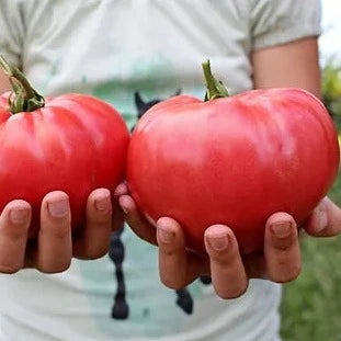 Brandywine Pink Tomatoes 15 Seeds