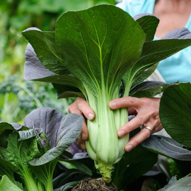 Pak Choy 30 Seeds