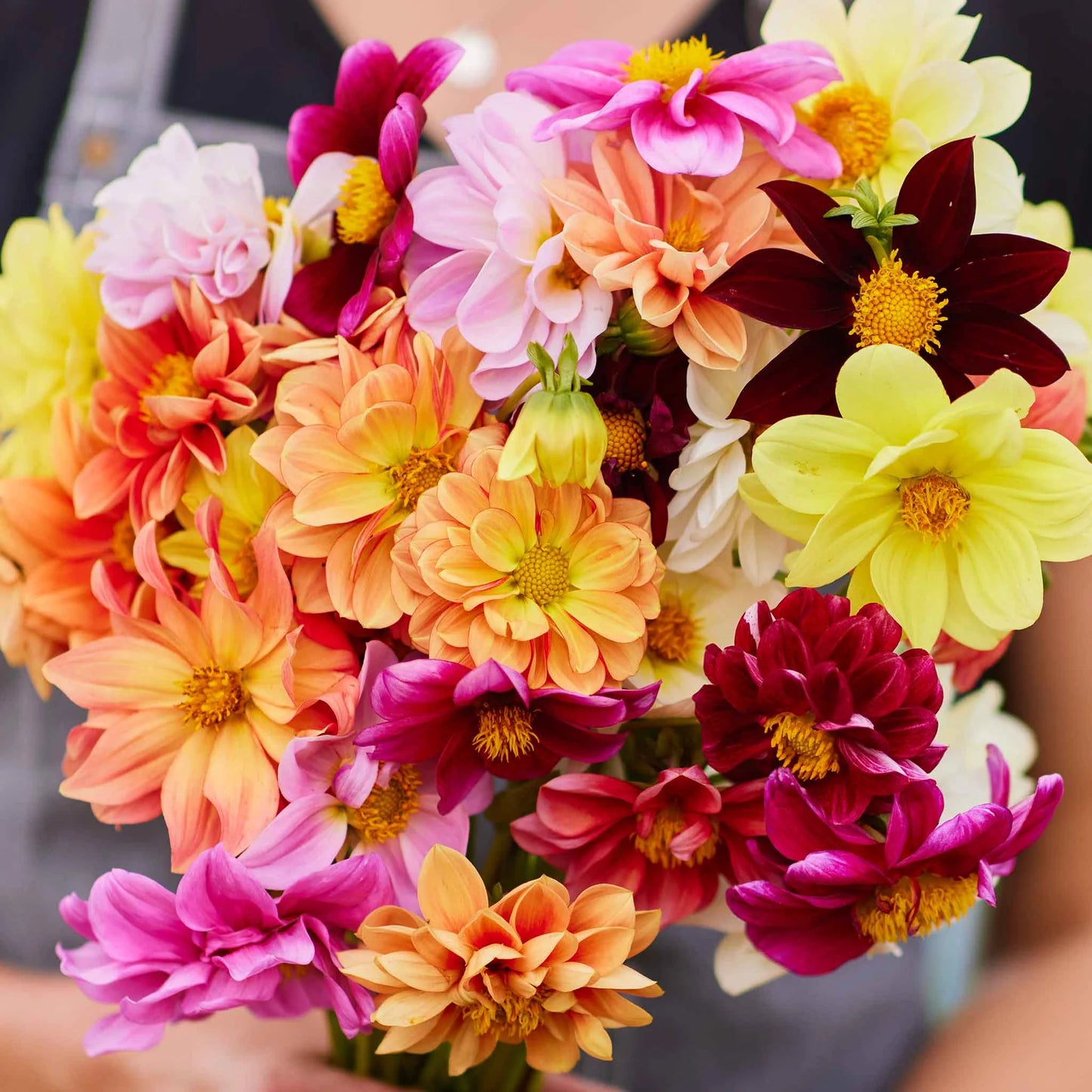 Imported Dahlia Mix 20+Seeds
