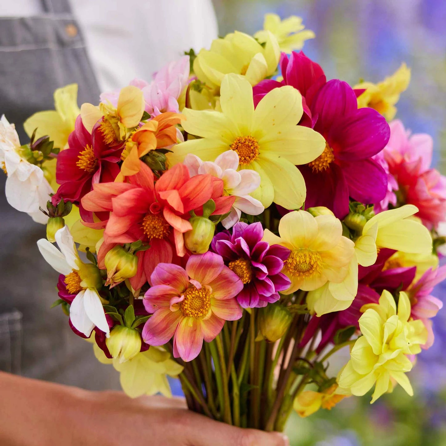 Imported Dahlia Mix 20+Seeds