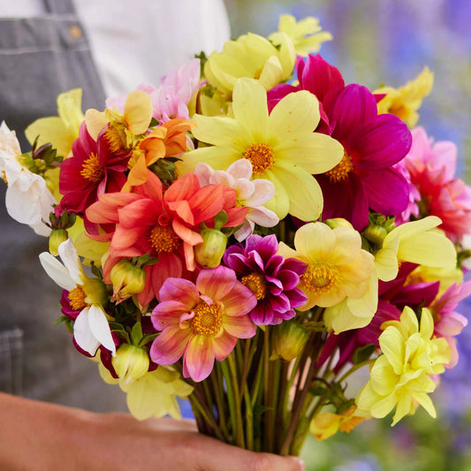 Imported Dahlia Mix 20+Seeds