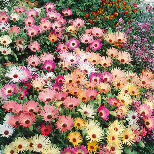 Living Stone Daisy 100+ Seeds