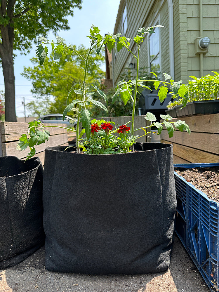 5 Gallon Grow Bag With 2 Handle
