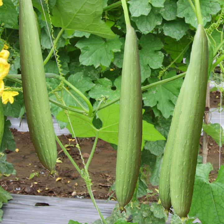 F1 Hybrid Sponge Gourd 10 Seeds