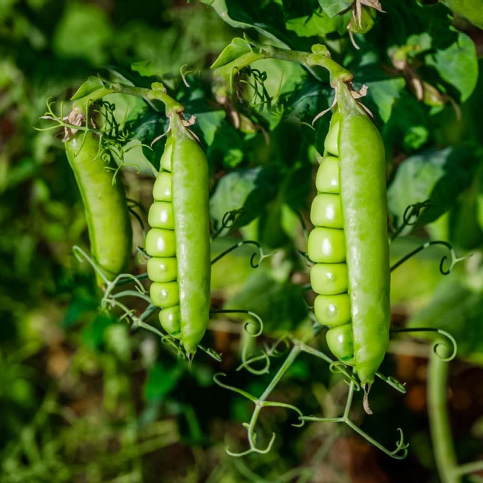 Green Peas 40+ Seeds