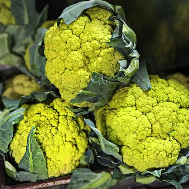 Green Cauliflower 20 Seeds