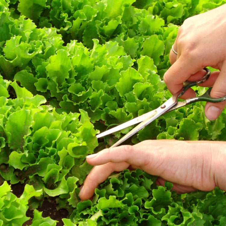 F1 Hybrid Leafy Lettuce 100+ Seeds