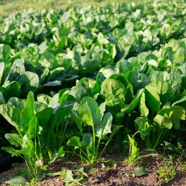 F1 Hybrid Spinach 500+ Seeds