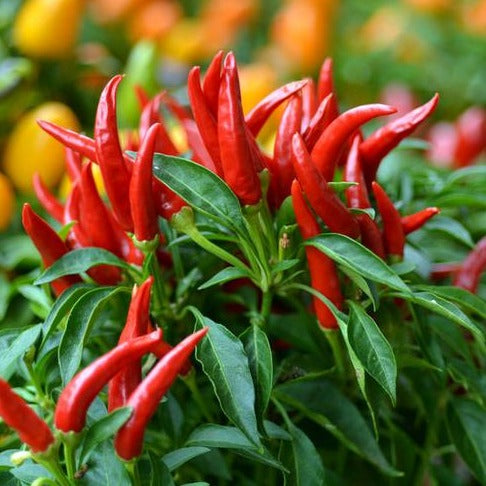 F1 Hybrid Skyline Chili 25 Seeds