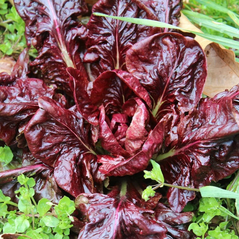 Red Flower Chicory Salad 70 Seeds