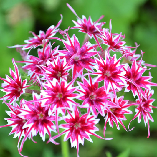 Imported Phlox Twinkle 20+ Seeds