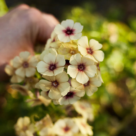 Imported Phlox Caramel 20+ Seeds