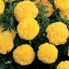 F1 Marigold Yellow 15 Seeds