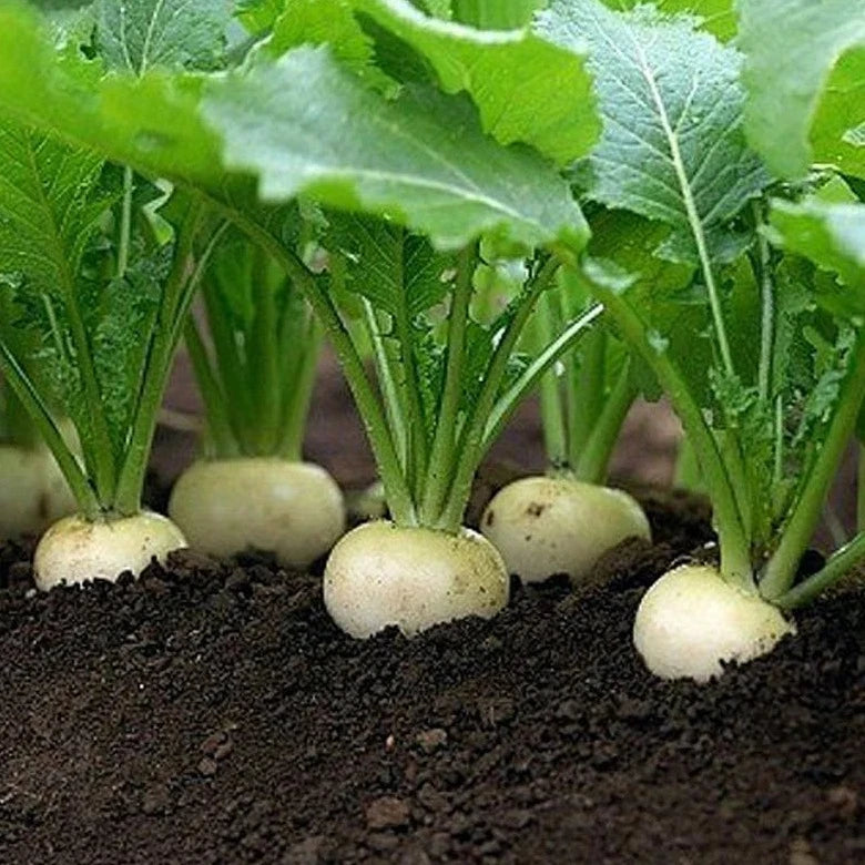 White Turnip 50 Seeds