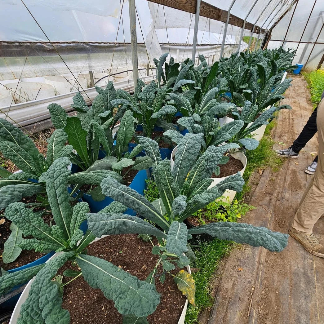Kale 15 Seeds