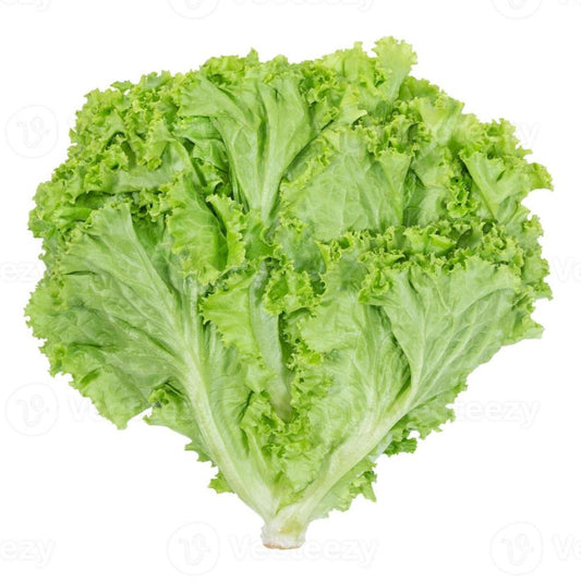 F1 Hybrid Leafy Lettuce 100+ Seeds