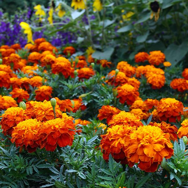 Imported French Marigold 20+ Seeds