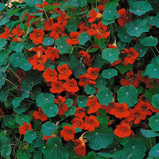 Nasturtium Empress of India 10 Seeds