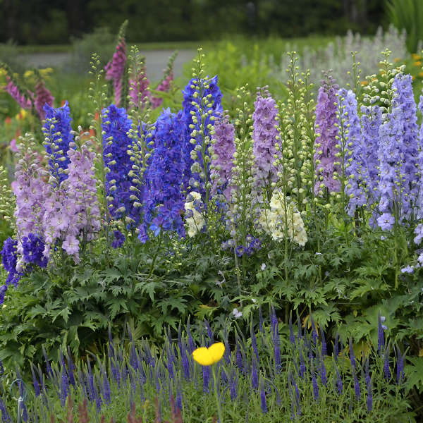 Imported Larkspur 20+Seeds