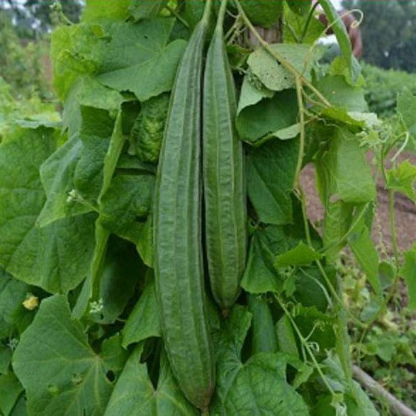 F1 Hybrid Ridged Gourd 10 Seeds