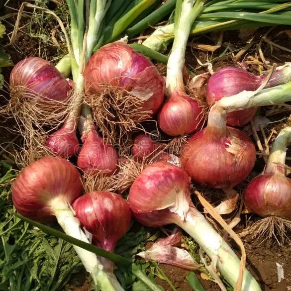 Desi Onion 150+ Seeds