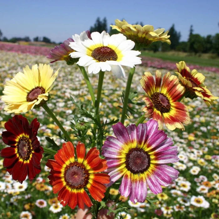 Imported Chrysanthemum Rainbow 20+Seeds
