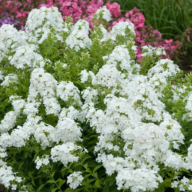 Imported Phlox White 20+ Seeds