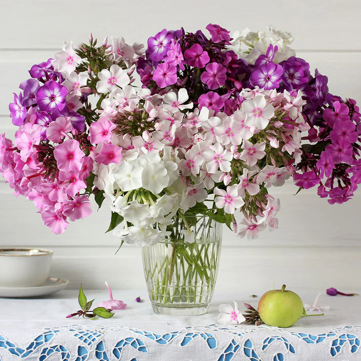 Imported Phlox Mix 20+ Seeds