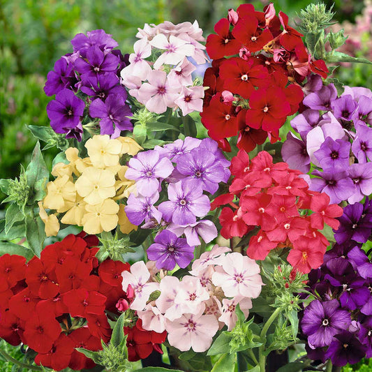 Imported Phlox Mix 20+ Seeds