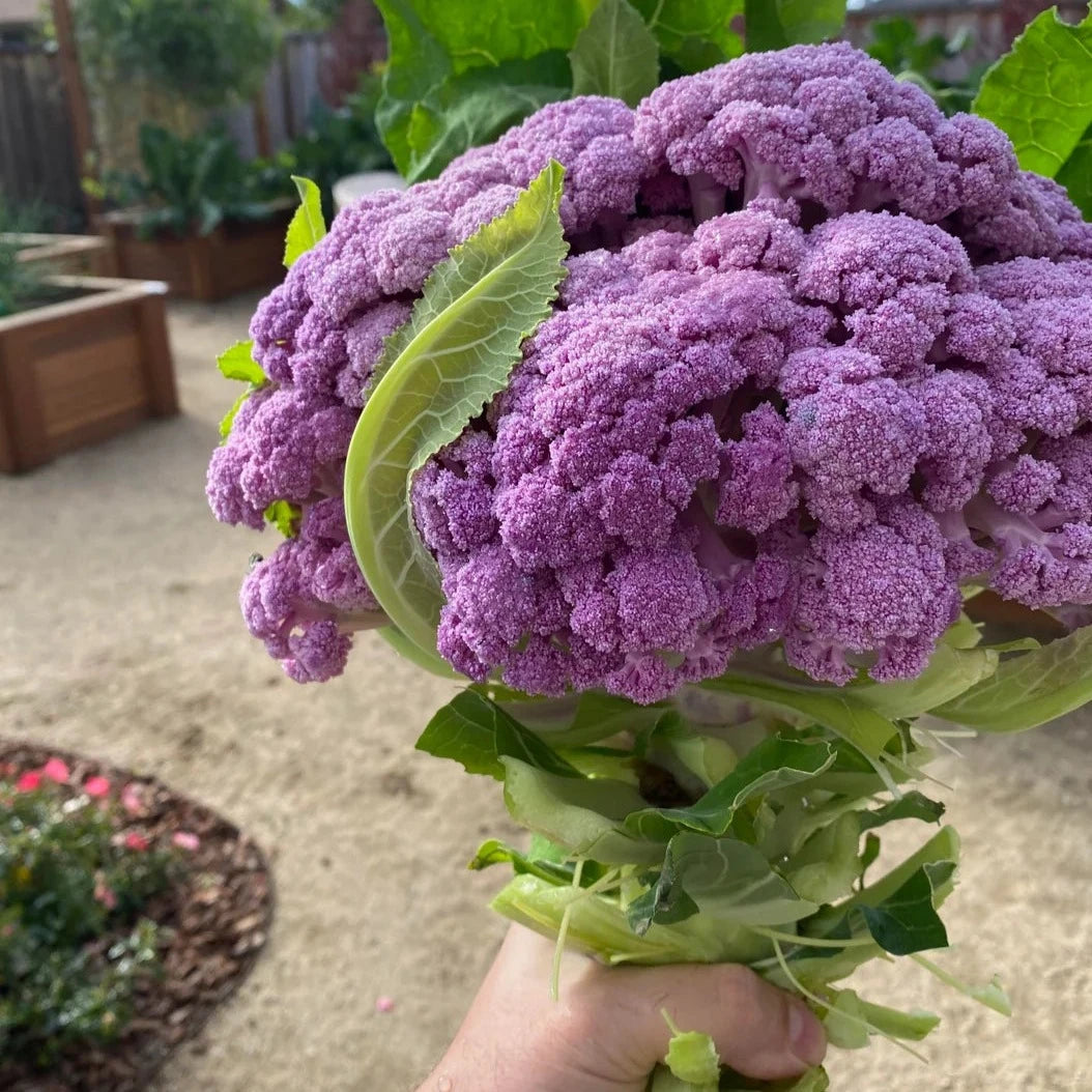 Purple Cauliflower 20 Seeds