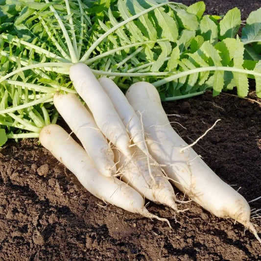 F1 Hybrid White Radish 100+ Seeds
