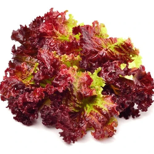 F1 Hybrid Red Lettuce 50+ Seeds