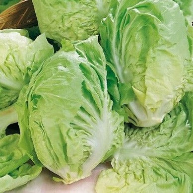 Chicory Salad 70 Seeds