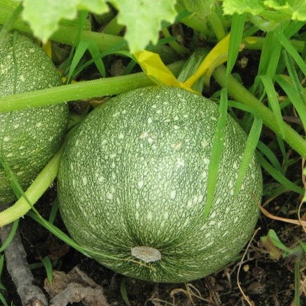 F1 Hybrid Round Squash 10 Seeds
