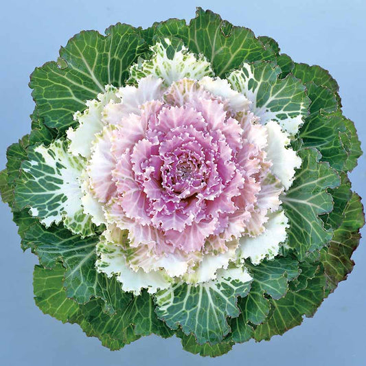 Imported Flowering Cabbage 20 Seeds