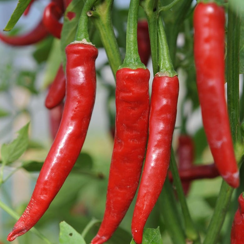 Caynne Peppers 10 Seeds