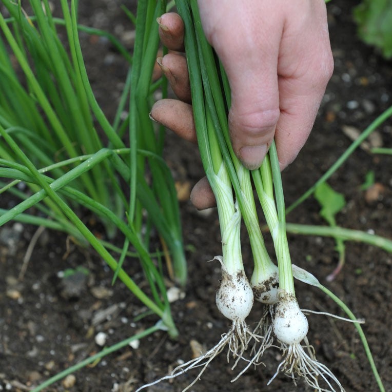 Spring Lisbon Onion 20 Seeds