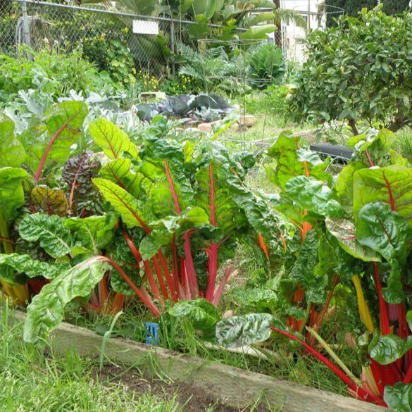 Swiss Chard 30 Seeds