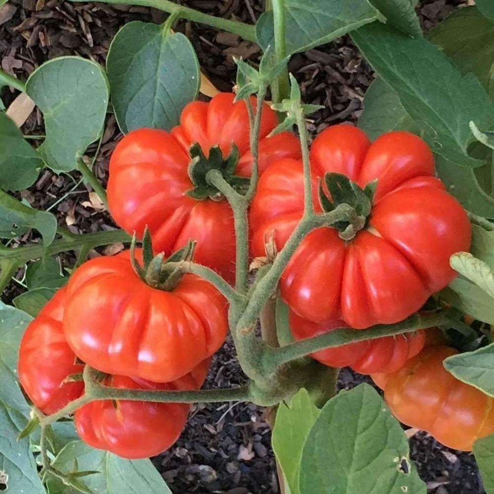 Costoloto tomatoes 10 Seeds