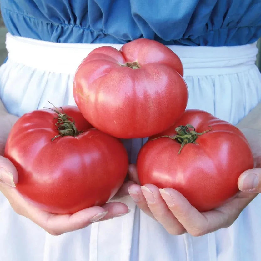 Pomodoro Tomatoes 15 Seeds