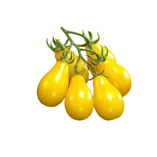 Yellow Candy Tomatoes 10 Seeds