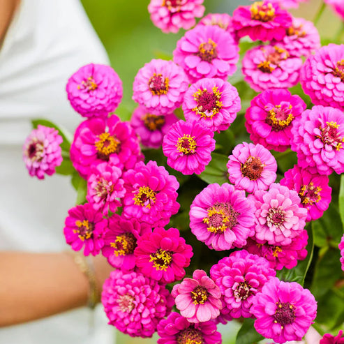 Zinnia Lilliput Purple 20+ Seeds