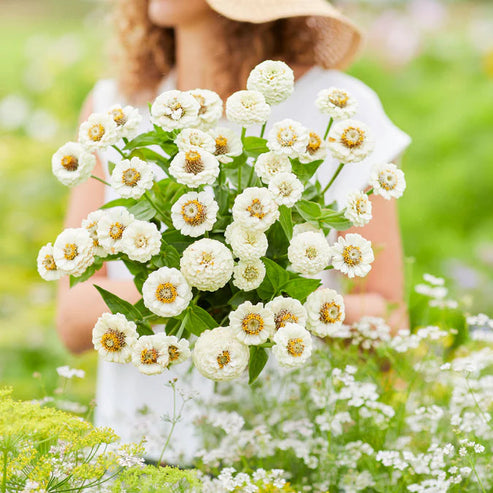 Zinnia Lilliput White 20+ Seeds
