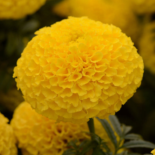 F2 African Marigold Spun Yellow 20+ Seeds